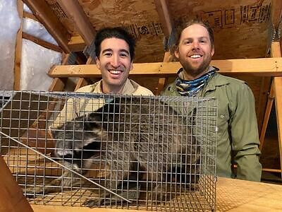 Reno raccoon trapping